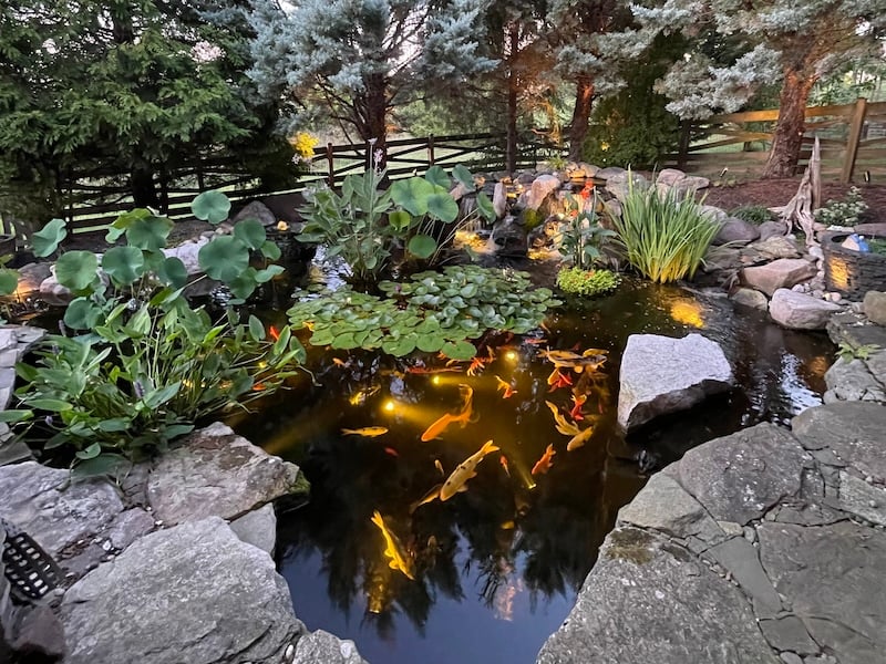 How To Enhance Your Outdoor Living Space With A High-End Water Feature - Koi Ponds