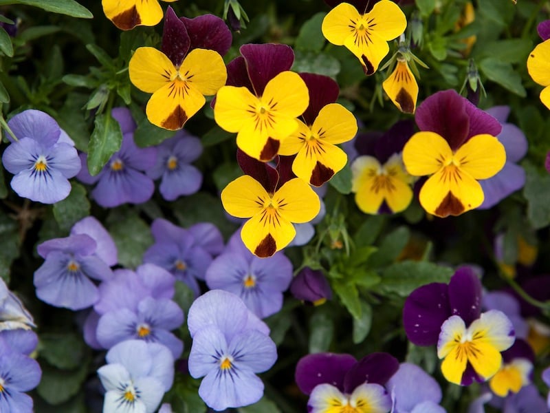 How To Prepare Your Lawn and Garden For Spring - Annual Flowers In May