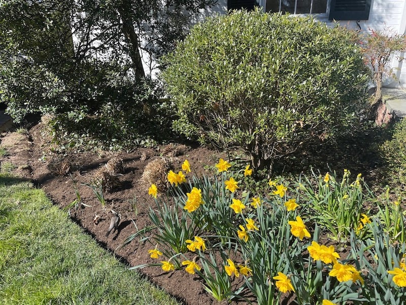 How To Prepare Your Lawn and Garden For Spring - Edge The Garden Beds