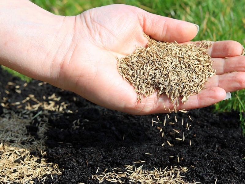 How To Prepare Your Lawn and Garden For Spring - Seed Bare Spots