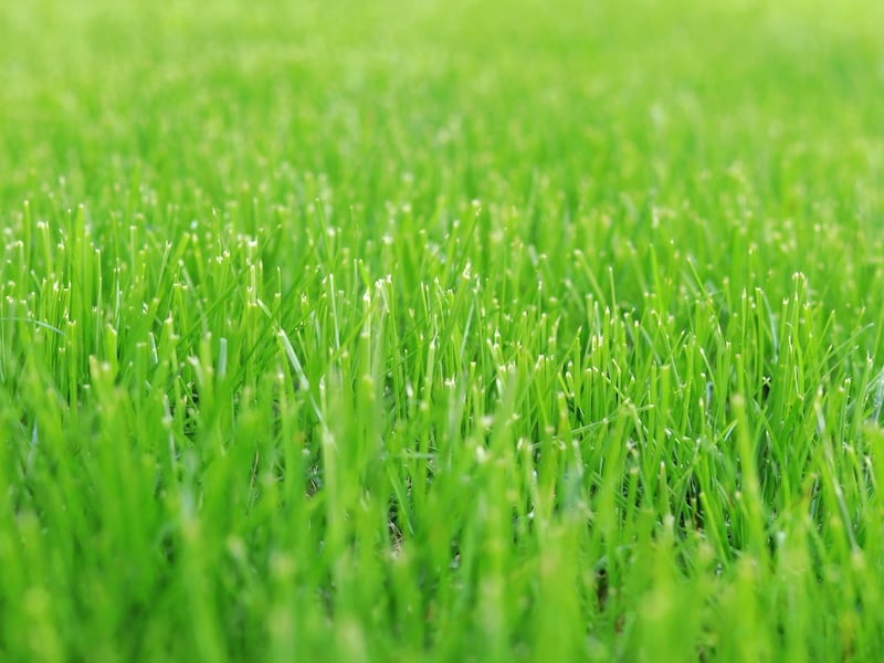 Taking Care Of Your Lawn In The Summer Heat - Know Your Grass Before You Start